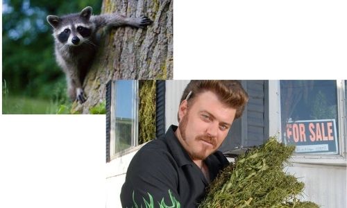 trailer park boys raccoon